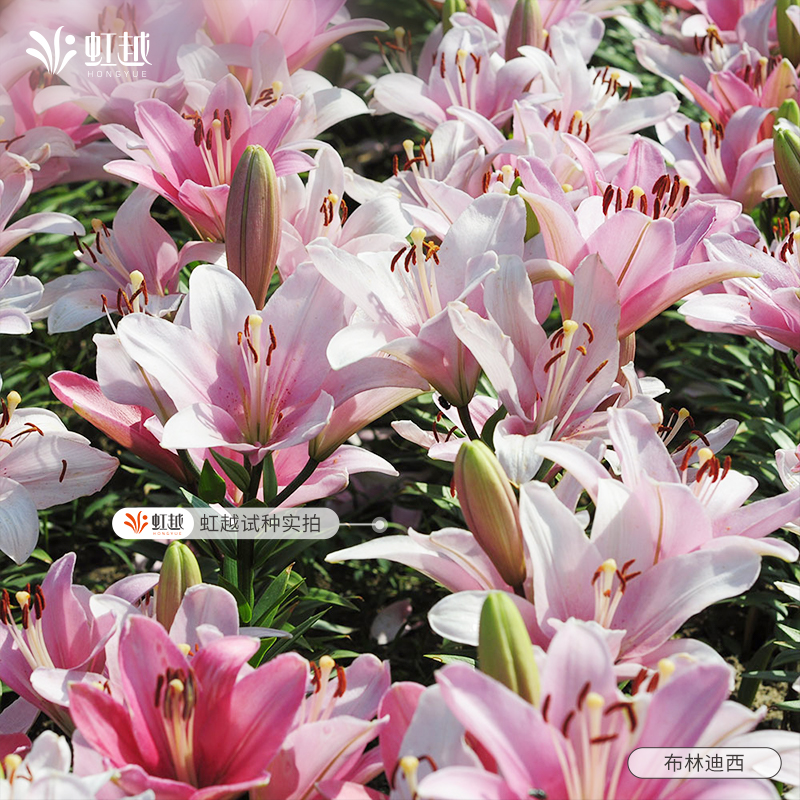 花饰百合种球根胸花虹越进口阳台可盆栽地栽新手亚洲秋百合球好养 - 图0