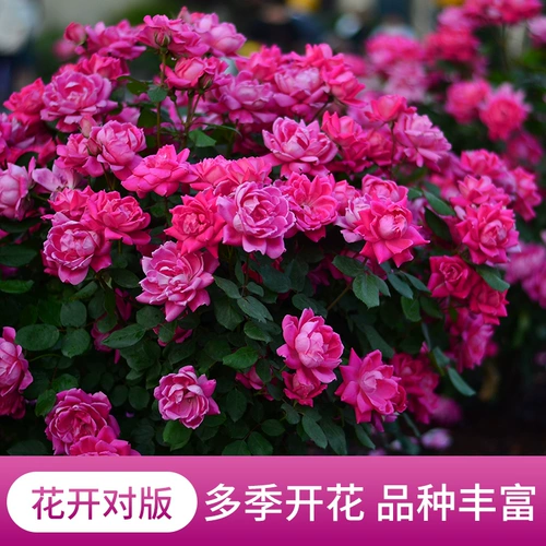 Hongyue Clacking Vine Rose Powder Dragon Gems Gems Blue Rainy Rain