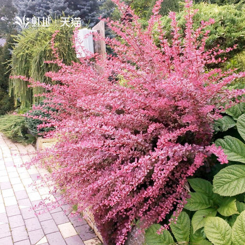 虹越进口小檗花园彩叶耐寒灌木花篱花镜植物矮灌木苗绿篱绿化小苗 - 图3