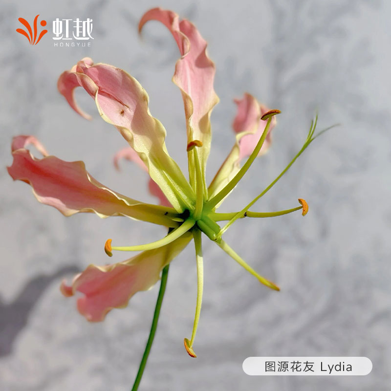 嘉兰百合虹越进口种球多年生藤本植物花期长火焰百合多年生花卉 - 图3