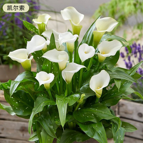 虹越进口彩色马蹄莲球根块茎大种球多年生彩马种球球根阳台盆栽 - 图1