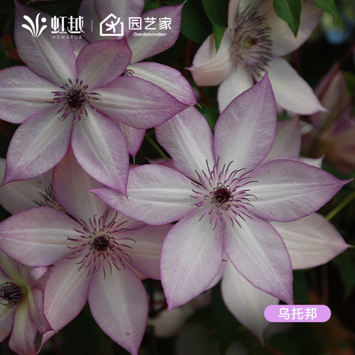 虹越铁线莲爬藤海风美好回忆蓝光克里斯帕天使花苗藤本花墙盆栽苗 - 图0