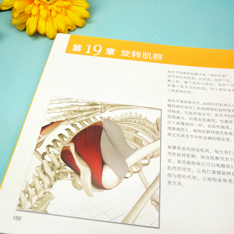 瑜伽3D解剖书 肌肉篇+动作篇 瑜伽书零基础初学者教练培训教材书 普拉提训练教程从新手到高手 图解体式解剖学书籍入门 - 图0