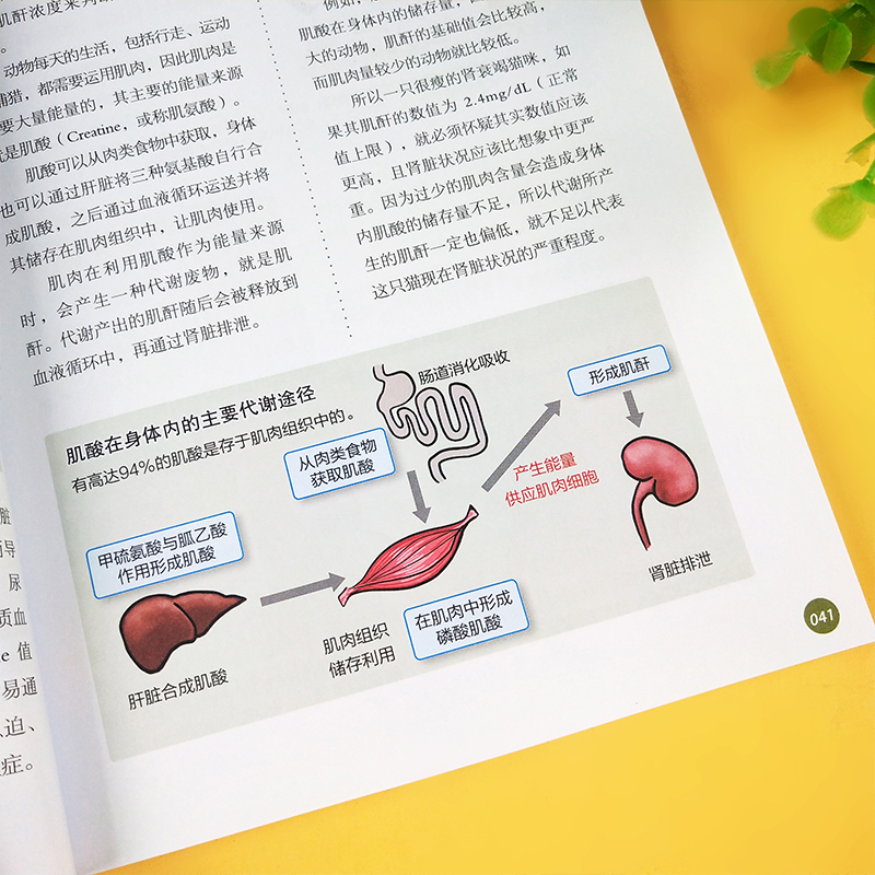 超强图解猫慢性肾脏疾病早期诊断与家庭护理 猫咪家庭医学大百科同作者 宠物疾病书籍宠物疾病诊断 猫咪常见疾病预防肾病 - 图2