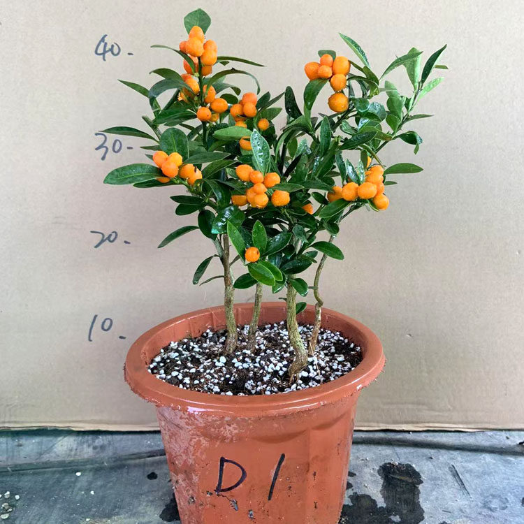 金豆盆景带果金豆盆栽瓜豆掌上微型素材阳台客厅观果植物提根,淘宝优惠券,粉丝福利购,淘宝优惠卷