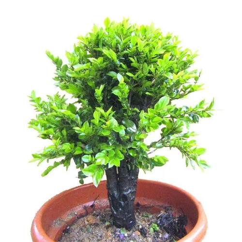 小叶紫檀盆景树桩黑骨茶盆栽客厅桌面阳台庭院四季常青绿植植物 - 图1