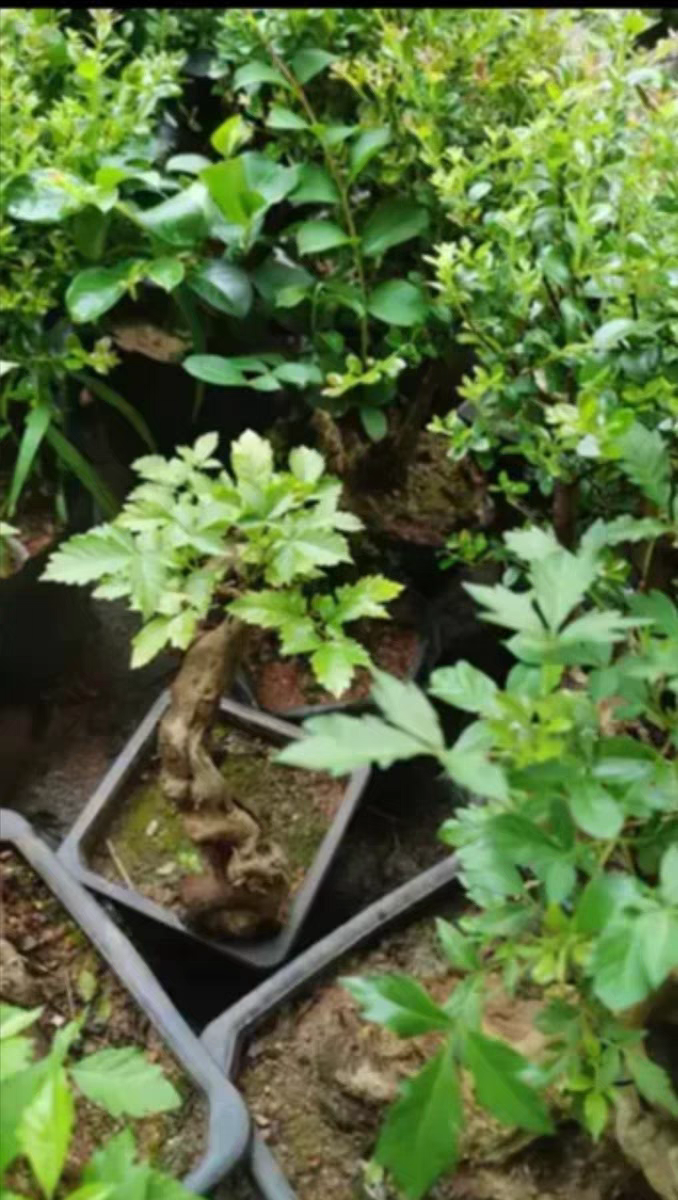 绿植盆栽老树桩阳台观叶开花提根净化空气赤楠紫薇映山红等盆景,淘宝优惠券,粉丝福利购,淘宝优惠卷