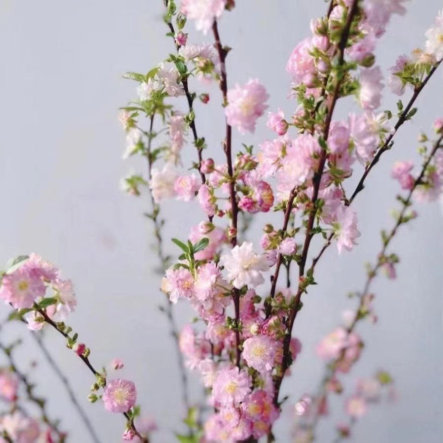 珍珠李「粉白色」季节性鲜花（0度地区拍保温·否则冻坏不售后）,淘宝优惠券,粉丝福利购,淘宝优惠卷