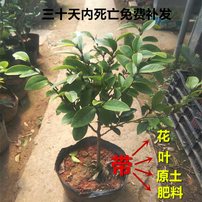 含笑花树苗盆栽四季植物浓香型带苞庭院室内阳