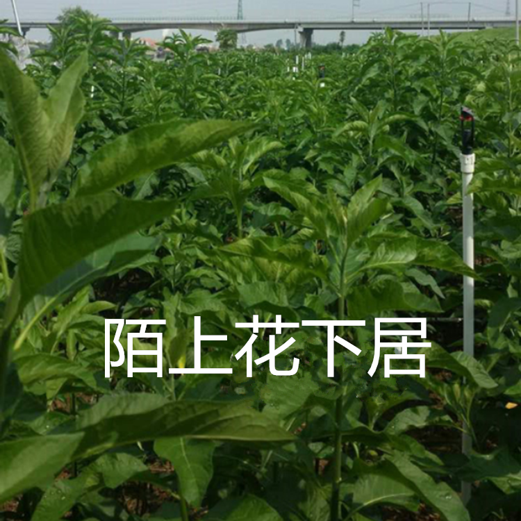 正宗南非叶干叶茶半斤36元南非叶树苗种苗南非叶茶鲜叶顺丰包邮-图3