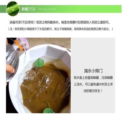 天然荷塘泥碗莲专用土睡莲铜钱草水生植物营养土淤泥荷塘泥包邮 - 图0