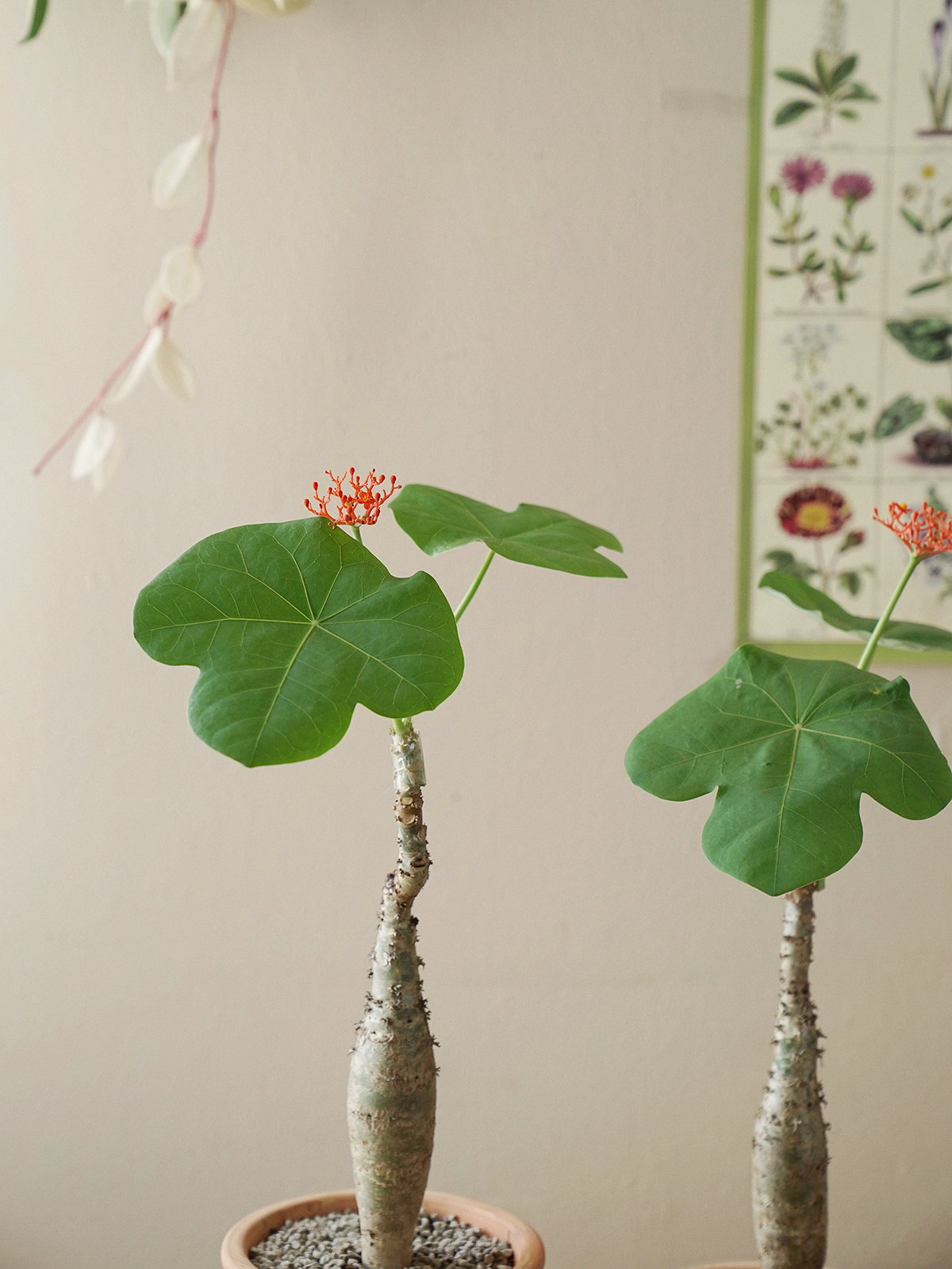 植物私生活 佛肚海棠小众ins风耐养耐旱开花结果观叶植物 - 图1