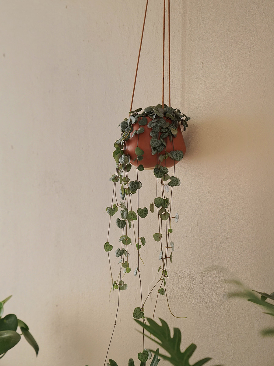 植物私生活爱之蔓一串心北欧ins风小型室内耐阴垂吊多肉植物 植物私生活 淘优券