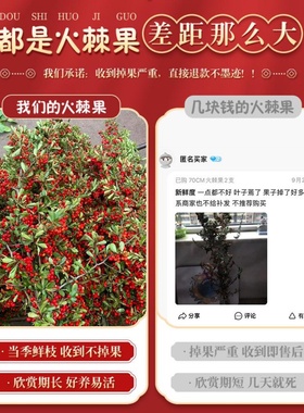 火棘果鲜切小冬青火把果客厅装饰摆件观赏插花水养鲜花卉云南直发
