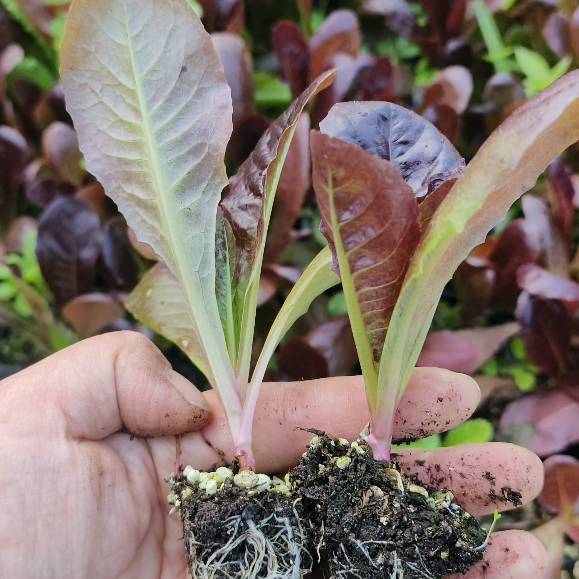 紫罗兰青菜秧苗上海青蔬菜苗生菜苗秋冬耐寒蔬菜苗,淘宝优惠券,粉丝福利购,淘宝优惠卷