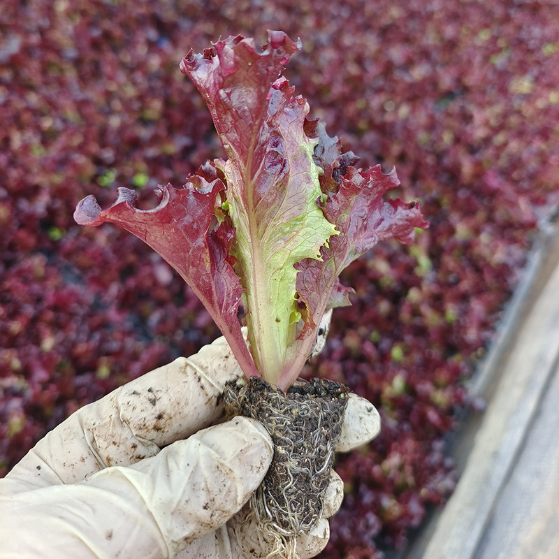 紫生菜紫罗莎紫罗马生菜苗苗秧意大利带土球红皱结球奶油直立大速,淘宝优惠券,粉丝福利购,淘宝优惠卷