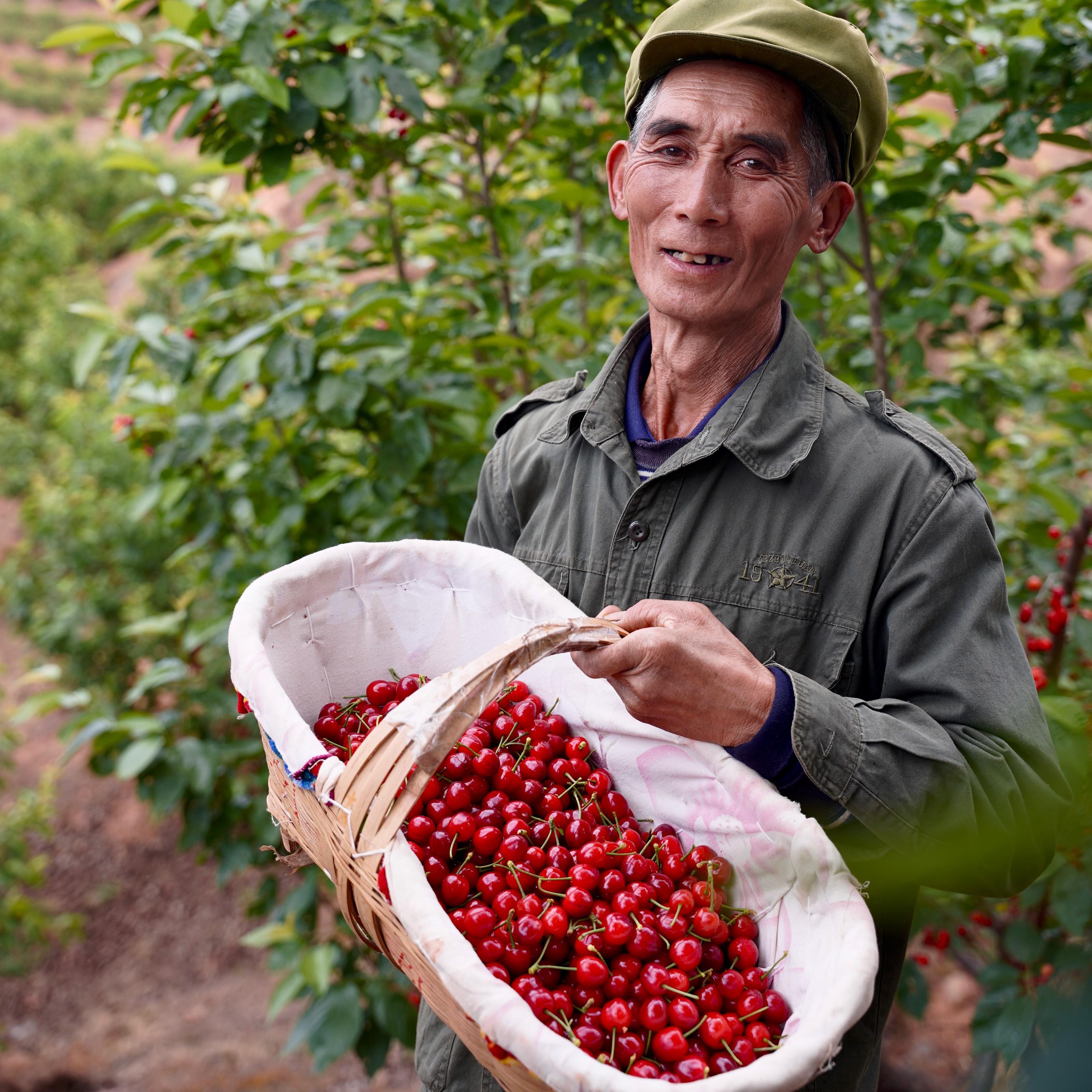 发顺丰四川小樱桃水果新鲜攀枝花黄草玛瑙红土樱桃米易水晶甜孕妇-图1