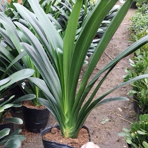 君子兰盆栽室内植物君子兰花苗四季花卉君子兰植物兰花苗当年开花 - 图1