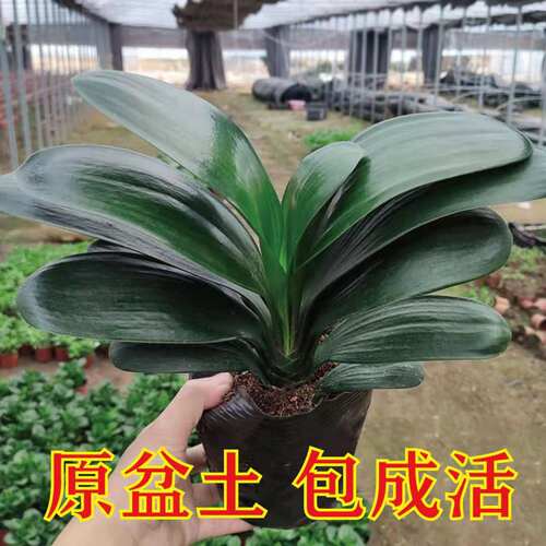 君子兰盆栽室内植物君子兰花苗四季花卉君子兰植物兰花苗当年开花 - 图0