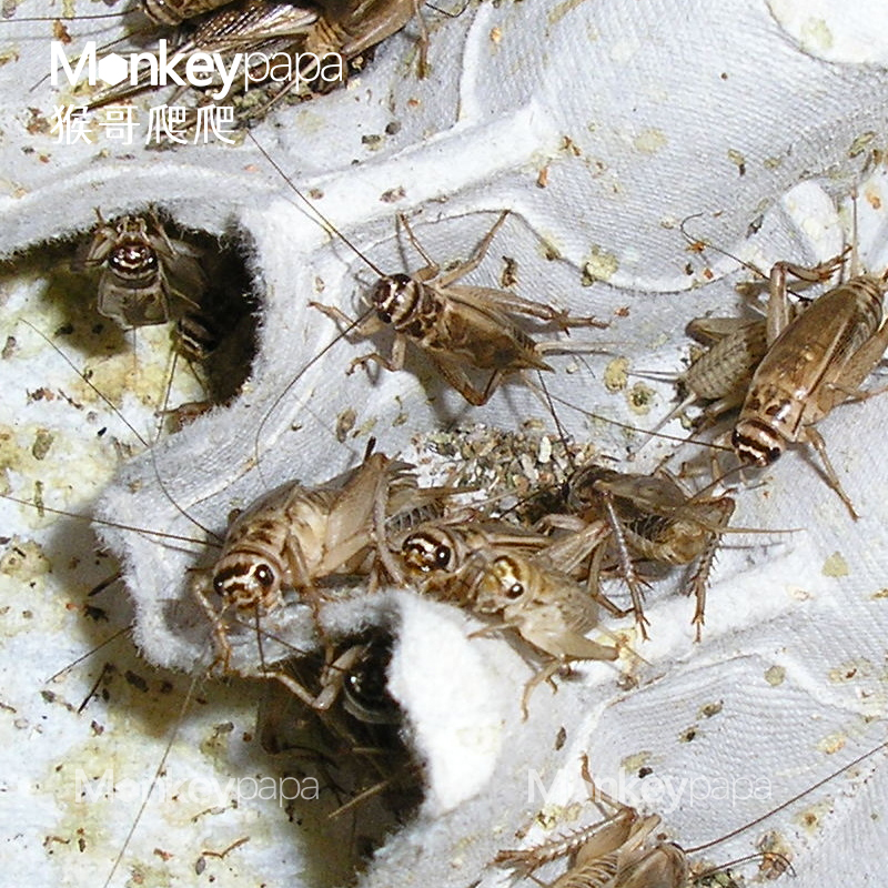 活体蟋蟀白蛐蛐活体饲料活物鱼鸟爬虫活食各种规格送喂食饲料 - 图2