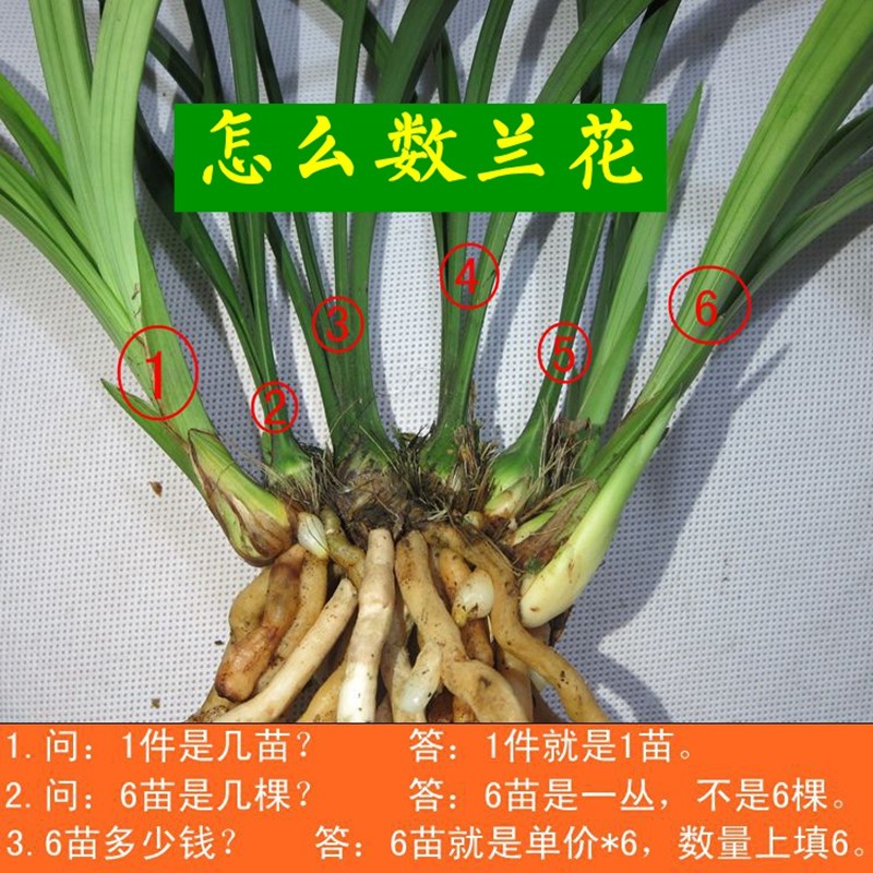 兰花盆栽植物室内春兰素冠荷鼎无花苞浓香庭院阳台客厅名贵兰花苗 - 图2