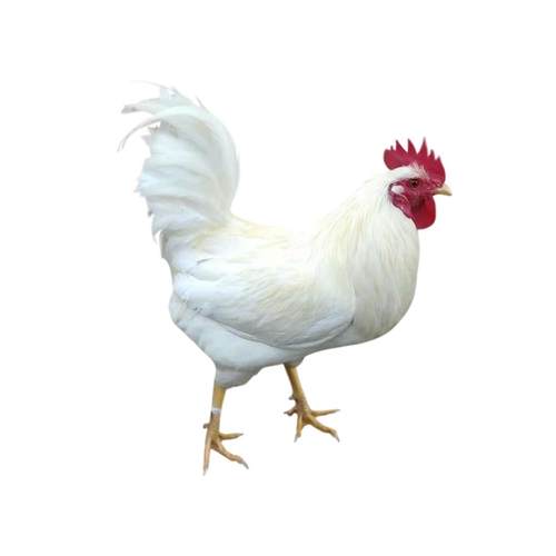 散养纯白无杂毛全白公鸡白羽土鸡打鸣白鸡药引纯白色公鸡活鸡包邮 - 图3