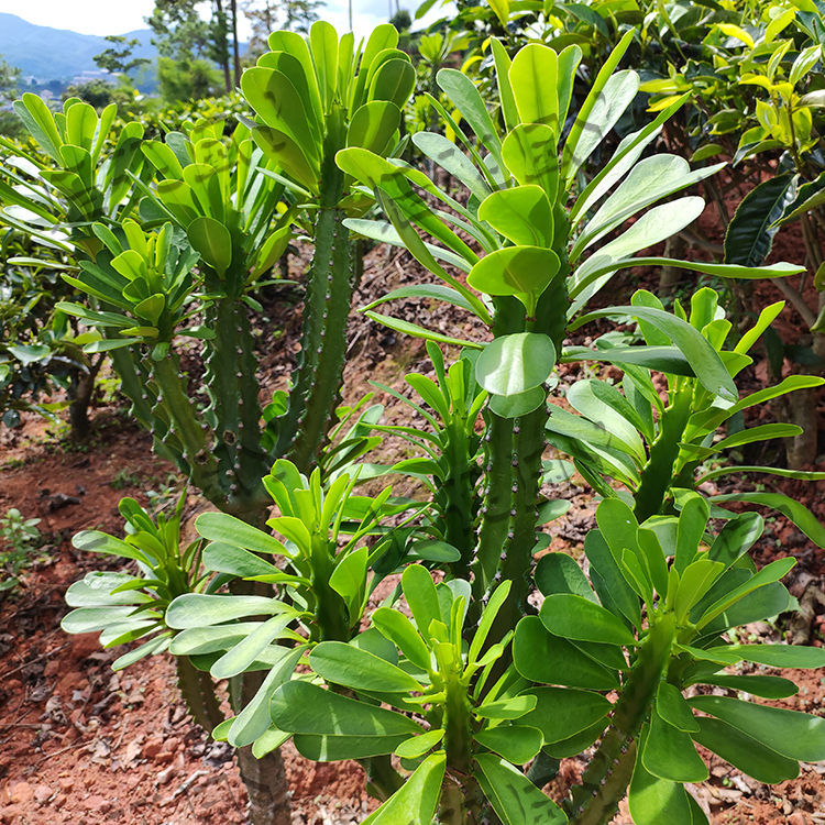 树型仙人掌柱科多肉金刚纂玉麒麟五六七棱霸王鞭植物枝条扦插