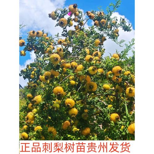 刺梨树苗贵州无籽树苗金刺梨有籽个大容易成活包邮 - 图1
