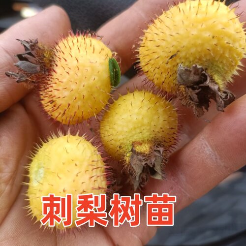 刺梨树苗贵州无籽树苗金刺梨有籽个大容易成活包邮 - 图0