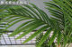 High-end simulation Sanwei Kui shopping mall store decoration fake plants