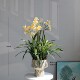 High-end simulated green plant indoor fake narcissus bonsai