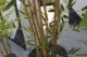 High-end Zen style study Chinese style landscape simulated bamboo