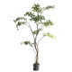 Bimei Crafts Terminalia tree high-end simulated green plants