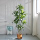High-end large simulated green fake plant bonsai Brazilian wood