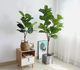 High-end simulated green plant fig leaf magnolia tree