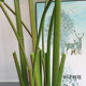 Simulated plant green apple Nordic style floor decoration