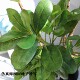 Simulated Pittosporum bonsai indoor living room decoration