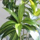 High-end large simulated green fake plant bonsai Brazilian wood
