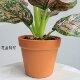 High-end simulated evergreen indoor potted plants