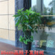 High-end money tree living room floor-standing bonsai plastic flower