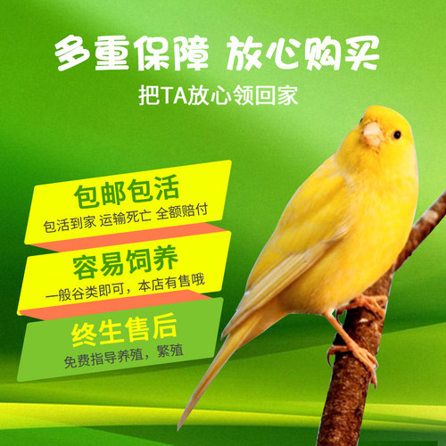 鸟 观赏鸟 玉鸟芙蓉鸟活鸟 金丝雀笼养鸣唱山东扬州黄桂皮辣椒红 - 图1