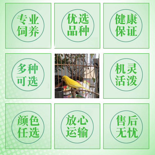 鸟 观赏鸟 玉鸟芙蓉鸟活鸟 金丝雀笼养鸣唱山东扬州黄桂皮辣椒红 - 图2