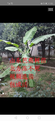芭蕉树苗耐寒零下20度芭蕉苗绿化树苗超大盆栽庭院带土北方香蕉苗 - 图0