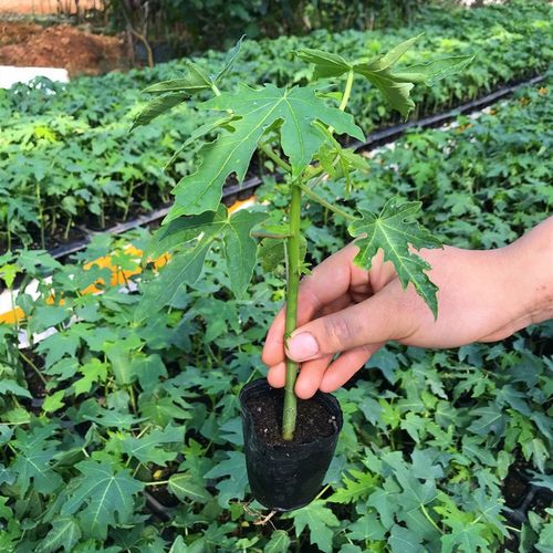 广州发货矮化良种红肉木瓜苗水果木瓜树苗黄肉大果木瓜苗当年结果 - 图2