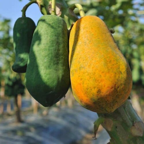 广州发货矮化良种红肉木瓜苗水果木瓜树苗黄肉大果木瓜苗当年结果 - 图0