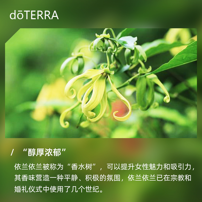 美国doTERRA多特瑞依兰依兰香薰精油官网正品动情愉悦调节护理油-图0