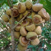 Wind-flowing fruit wild stone fruits dried fruits are full of meat 500 gr thick squamor ancient laminated brewery soup stock