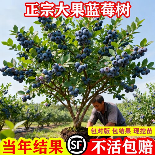 特大号蓝莓树果苗盆栽地栽花香f6南方北方庭院果四季种植当年结果 - 图0