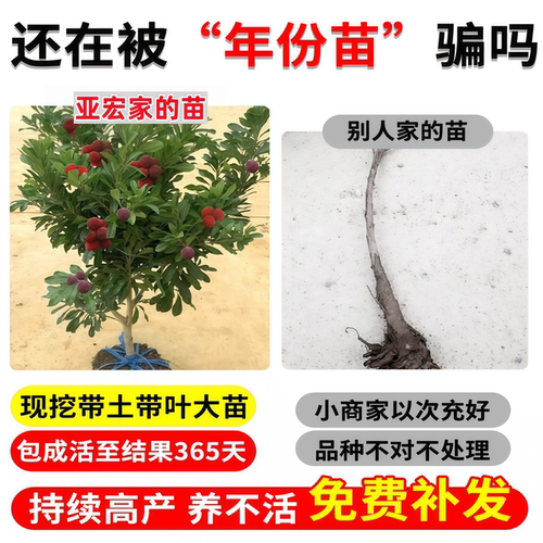东魁杨梅树树苗正宗嫁接黑炭杨梅树树苗南北方种植盆地栽当年结果 - 图1