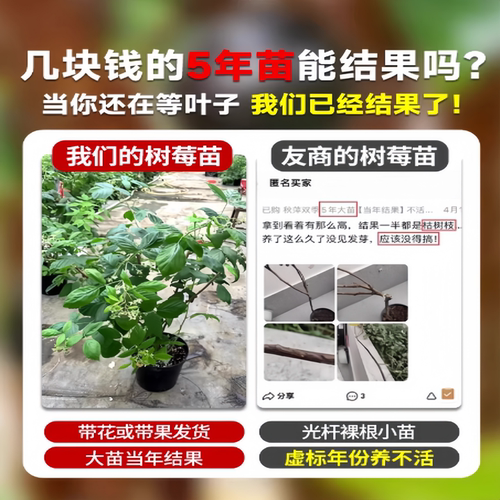 树莓苗双季覆盆子果树苗盆栽地栽南北方种植当年结果红黄黑树莓苗 - 图2